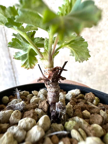 【現品限り】ペラルゴニウム・ボウケリ【D35】 Pelargonium bowkeri(Polyactium)