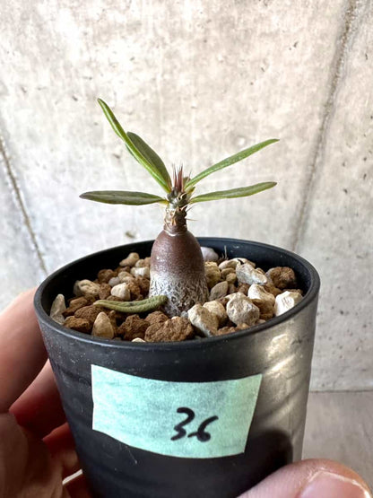 【現品限り】パキポディウム・サキュレンタム【D36】 Pachypodium succulentum