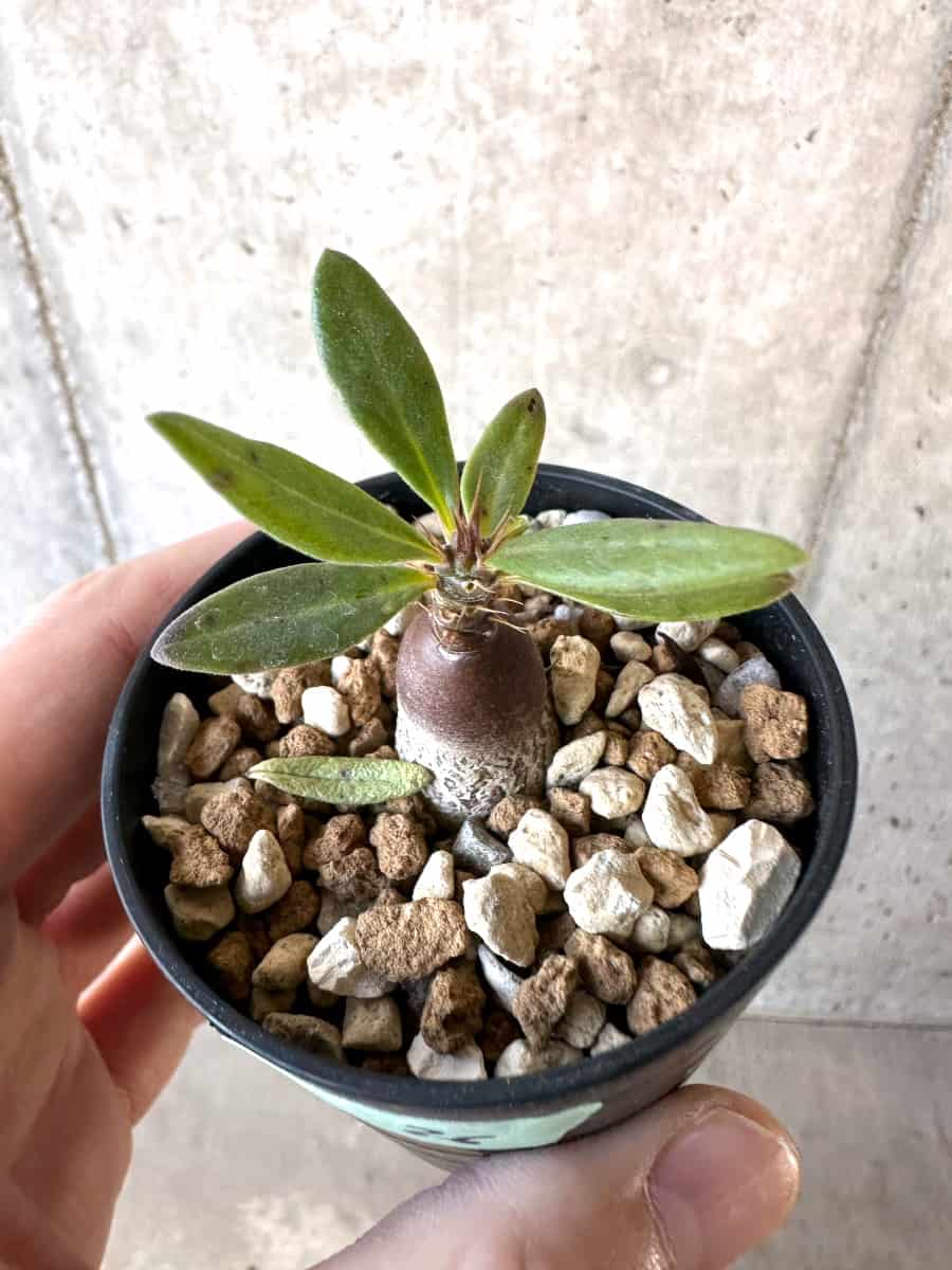 【現品限り】パキポディウム・サキュレンタム【D36】 Pachypodium succulentum