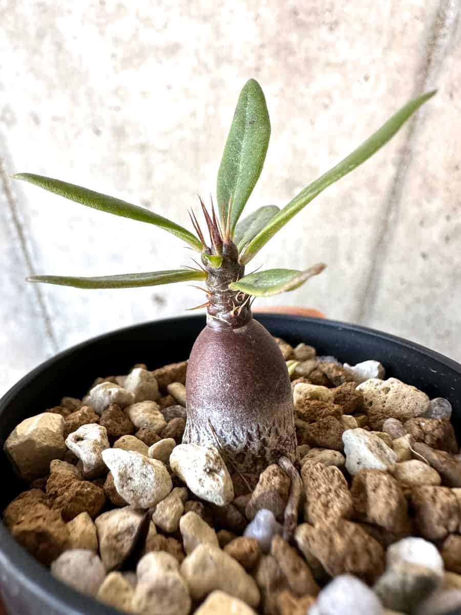【現品限り】パキポディウム・サキュレンタム【D36】 Pachypodium succulentum