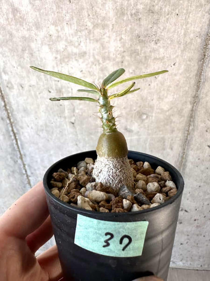 【現品限り】パキポディウム・サキュレンタム【D37】 Pachypodium succulentum