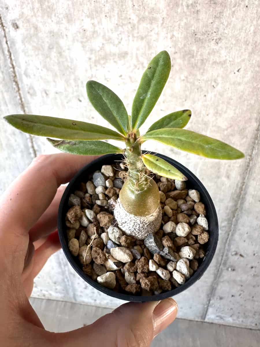 【現品限り】パキポディウム・サキュレンタム【D37】 Pachypodium succulentum
