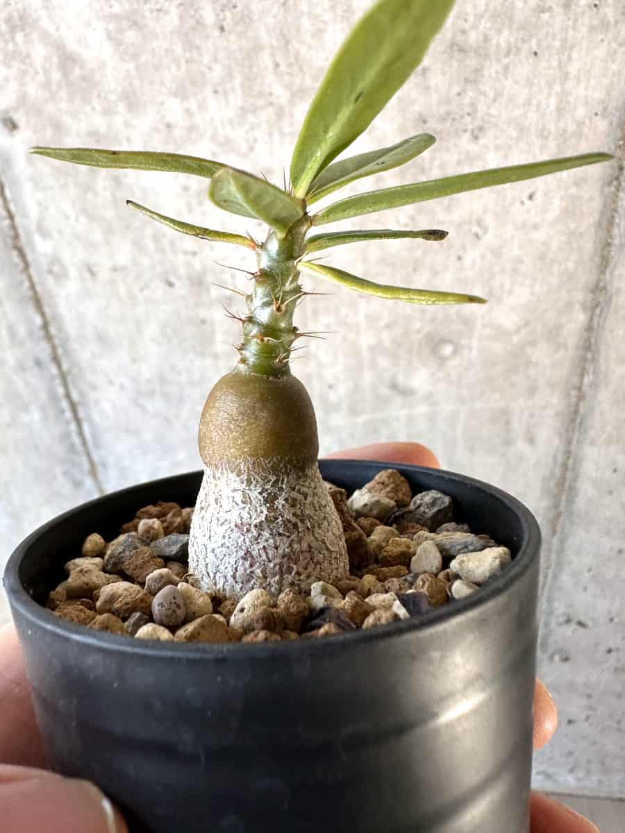 【現品限り】パキポディウム・サキュレンタム【D37】 Pachypodium succulentum