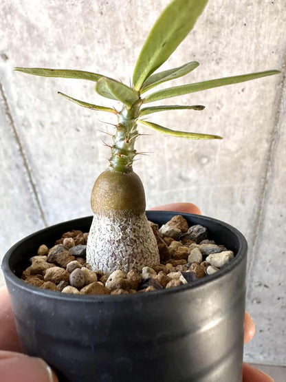 【現品限り】パキポディウム・サキュレンタム【D37】 Pachypodium succulentum