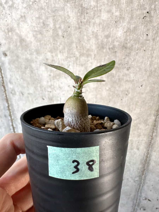 【現品限り】パキポディウム・サキュレンタム【D38】 Pachypodium succulentum