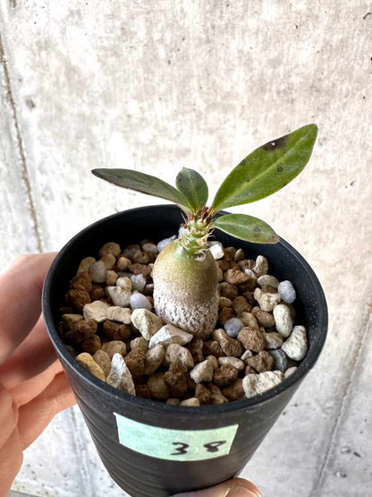 【現品限り】パキポディウム・サキュレンタム【D38】 Pachypodium succulentum