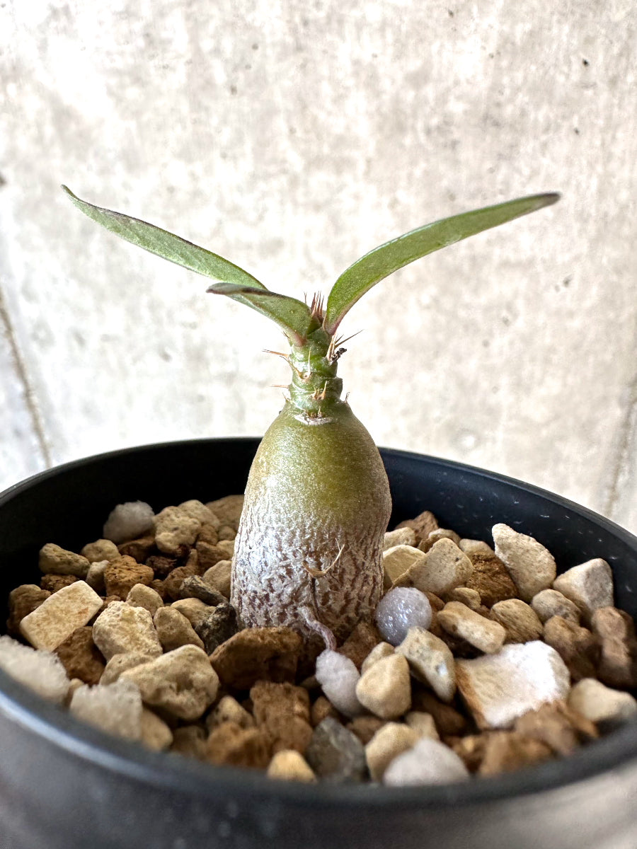 【現品限り】パキポディウム・サキュレンタム【D38】 Pachypodium succulentum