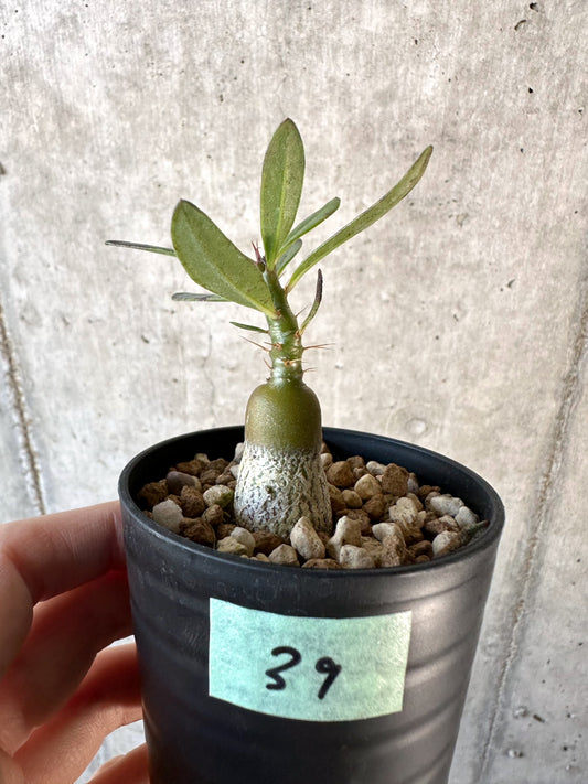 【現品限り】パキポディウム・サキュレンタム【D39】 Pachypodium succulentum