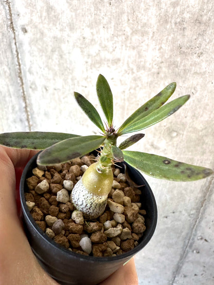 【現品限り】パキポディウム・サキュレンタム【D39】 Pachypodium succulentum
