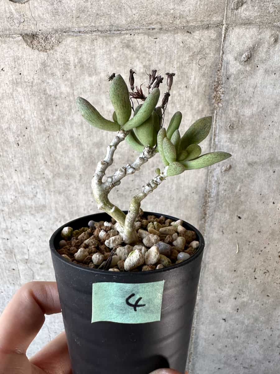 【現品限り】チレコドン・sp ノヴァ【D4】 Tylecodon sp nova