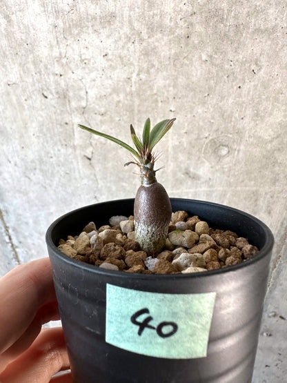 【現品限り】パキポディウム・サキュレンタム【D40】 Pachypodium succulentum