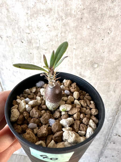 【現品限り】パキポディウム・サキュレンタム【D40】 Pachypodium succulentum