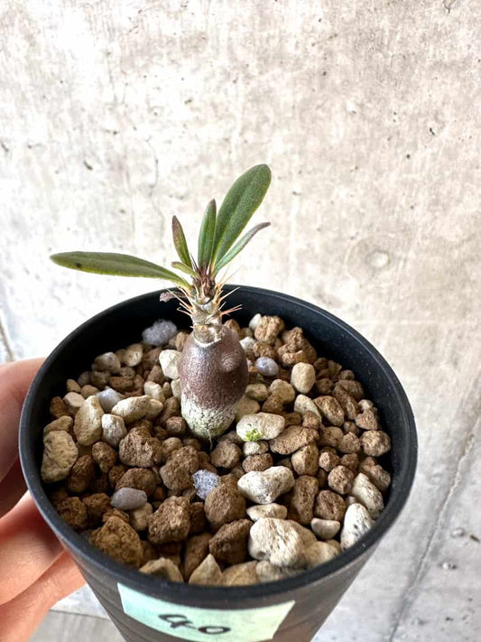 【現品限り】パキポディウム・サキュレンタム【D40】 Pachypodium succulentum