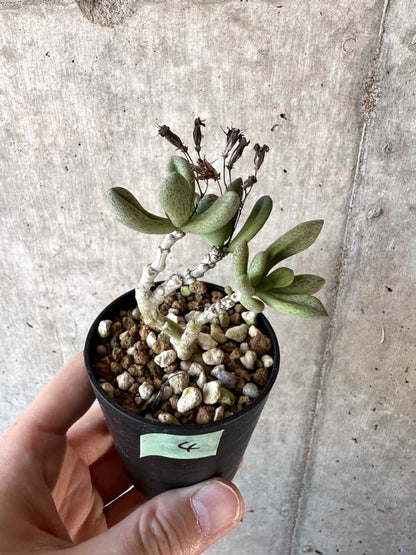 【現品限り】チレコドン・sp ノヴァ【D4】 Tylecodon sp nova