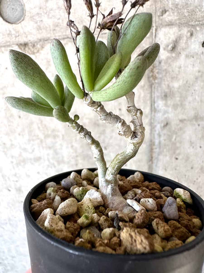 【現品限り】チレコドン・sp ノヴァ【D4】 Tylecodon sp nova