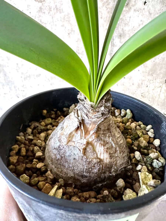 【現品限り】ブルンスヴィギア・グランディフローラ【D51】 Brunsvigia grandiflora