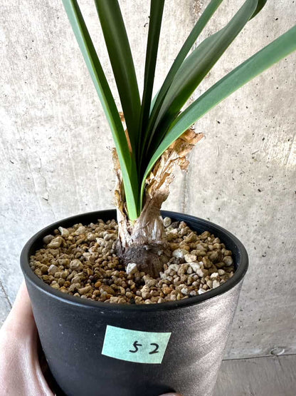 【現品限り】ブルンスヴィギア・グランディフローラ【D52】 Brunsvigia grandiflora