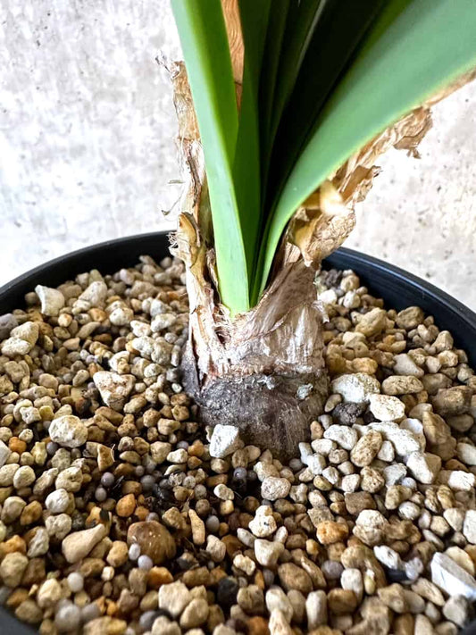 【現品限り】ブルンスヴィギア・グランディフローラ【D52】 Brunsvigia grandiflora