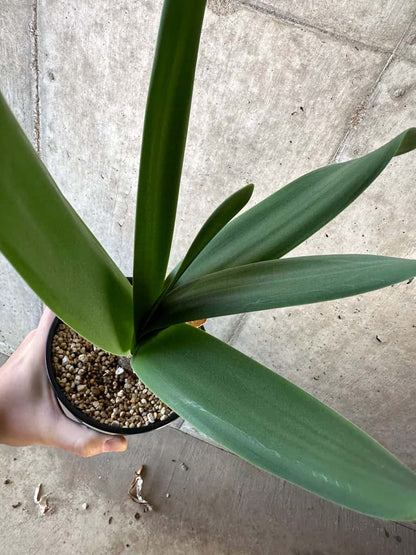 【現品限り】ブルンスヴィギア・グランディフローラ【D52】 Brunsvigia grandiflora