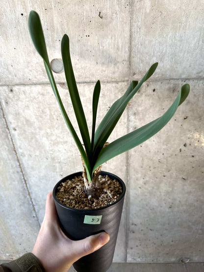 【現品限り】ブルンスヴィギア・グランディフローラ【D52】 Brunsvigia grandiflora