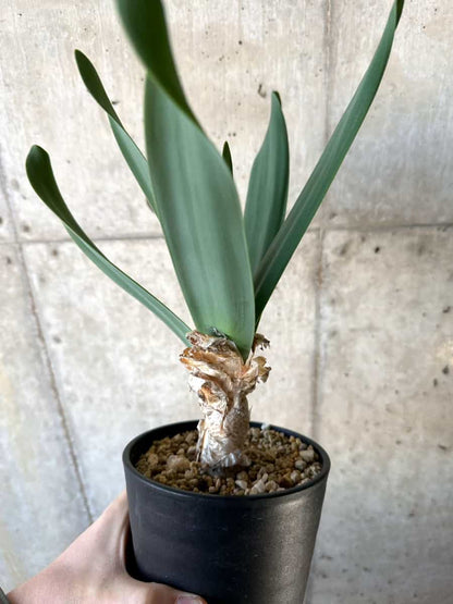 【現品限り】ブルンスヴィギア・グランディフローラ【D52】 Brunsvigia grandiflora