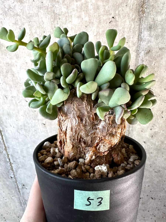 【現品限り】ケラリア・ピグマエア【D53】 Ceraria pygmaea