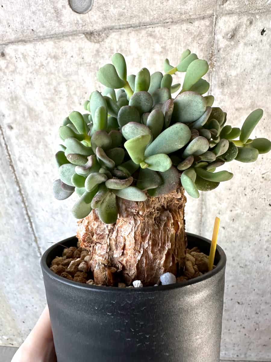 【現品限り】ケラリア・ピグマエア【D53】 Ceraria pygmaea