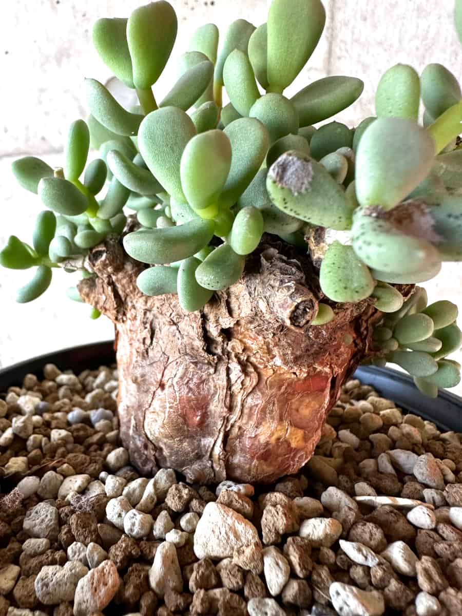 現品限り】ケラリア・ピグマエア【D54】 Ceraria pygmaea 塊根植物