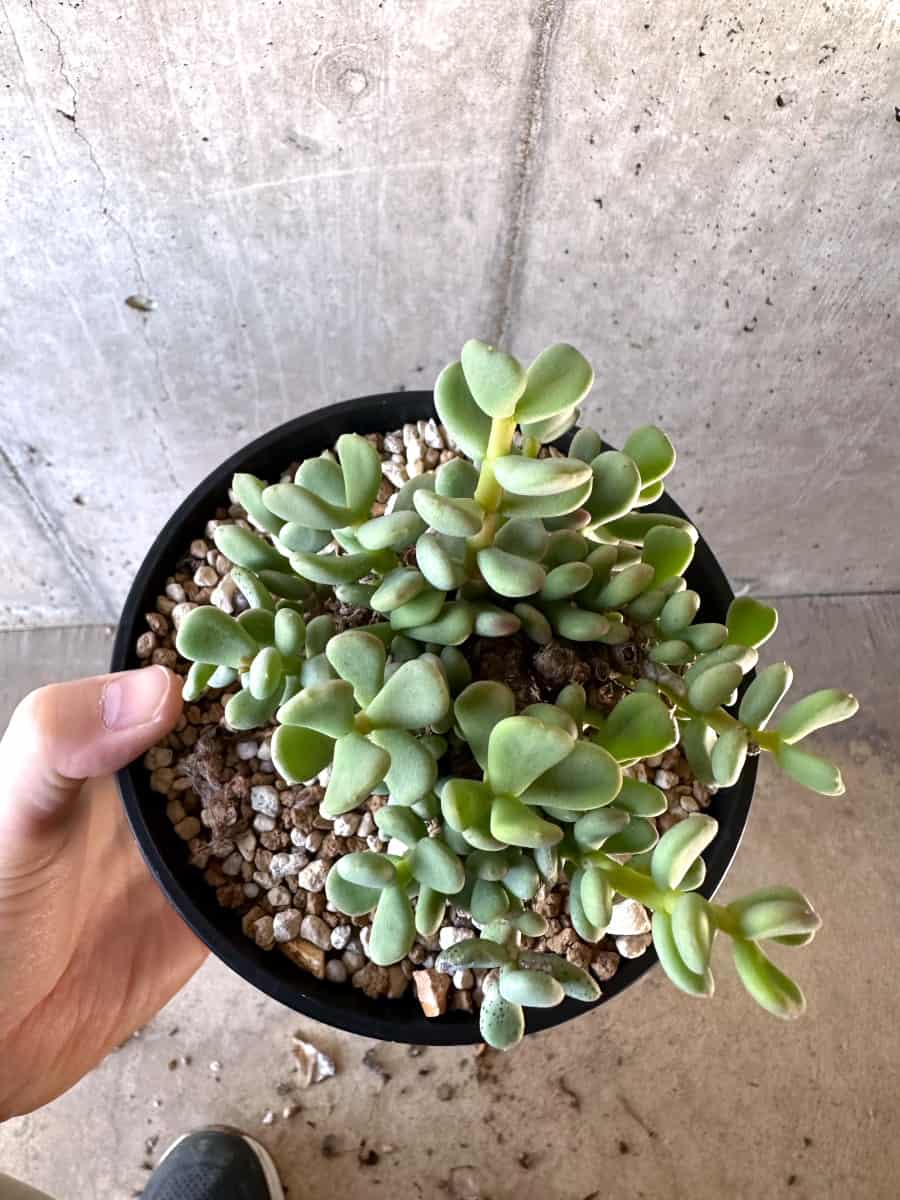 現品限り】ケラリア・ピグマエア【D54】 Ceraria pygmaea 塊根植物