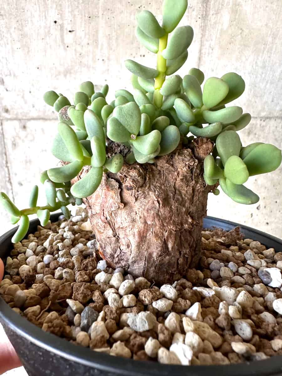 現品限り】ケラリア・ピグマエア【D54】 Ceraria pygmaea 塊根植物