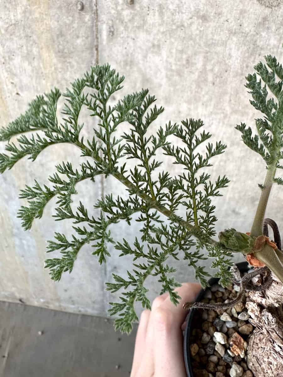 現品限り】ペラルゴニウム・トリステ【D55】 Pelargonium triste 塊根