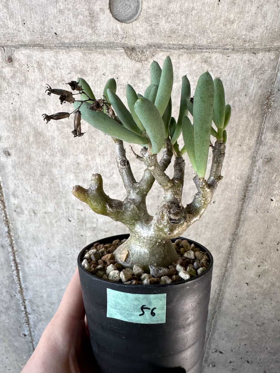 【現品限り】チレコドン・フラギリス【D56】 Tylecodon fragilis