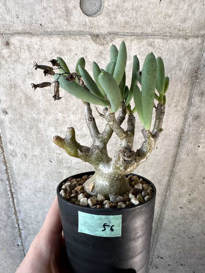 【現品限り】チレコドン・フラギリス【D56】 Tylecodon fragilis