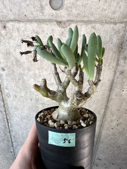 【現品限り】チレコドン・フラギリス【D56】 Tylecodon fragilis