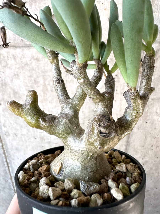 【現品限り】チレコドン・フラギリス【D56】 Tylecodon fragilis