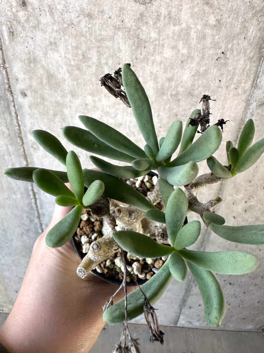 【現品限り】チレコドン・フラギリス【D56】 Tylecodon fragilis