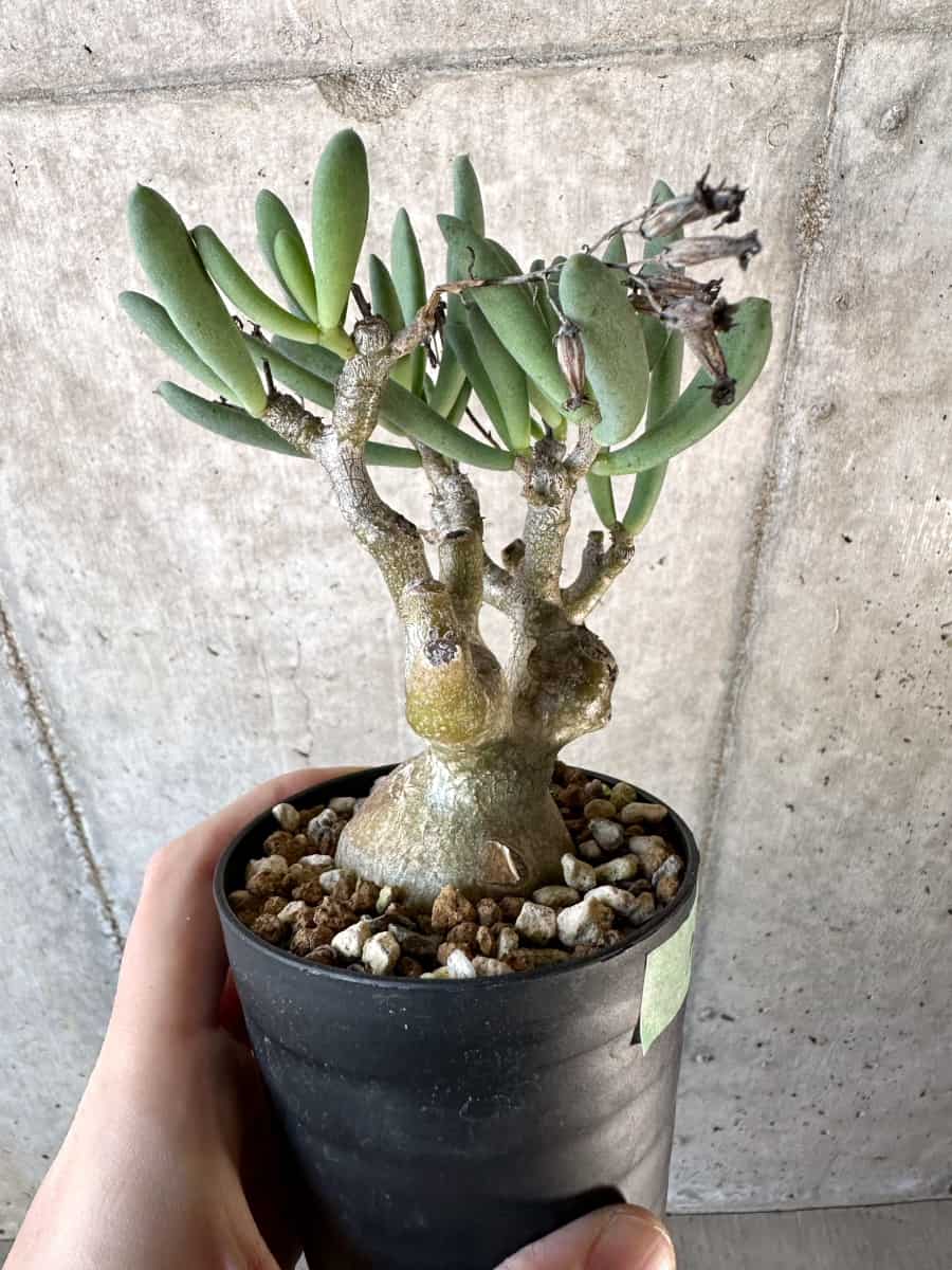 【現品限り】チレコドン・フラギリス【D56】 Tylecodon fragilis