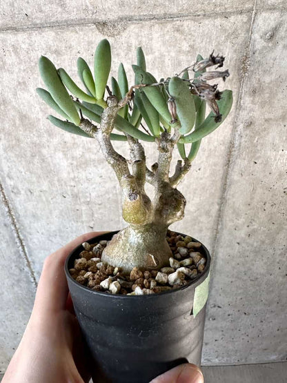 【現品限り】チレコドン・フラギリス【D56】 Tylecodon fragilis