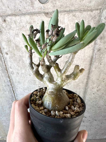 【現品限り】チレコドン・フラギリス【D56】 Tylecodon fragilis
