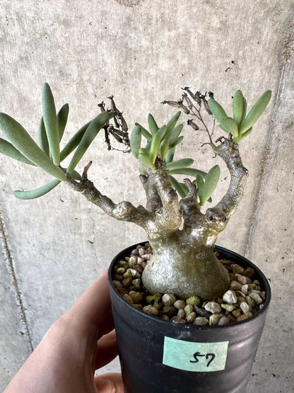 【現品限り】チレコドン・フラギリス【D57】 Tylecodon fragilis