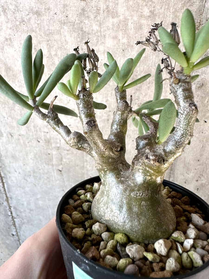 【現品限り】チレコドン・フラギリス【D57】 Tylecodon fragilis