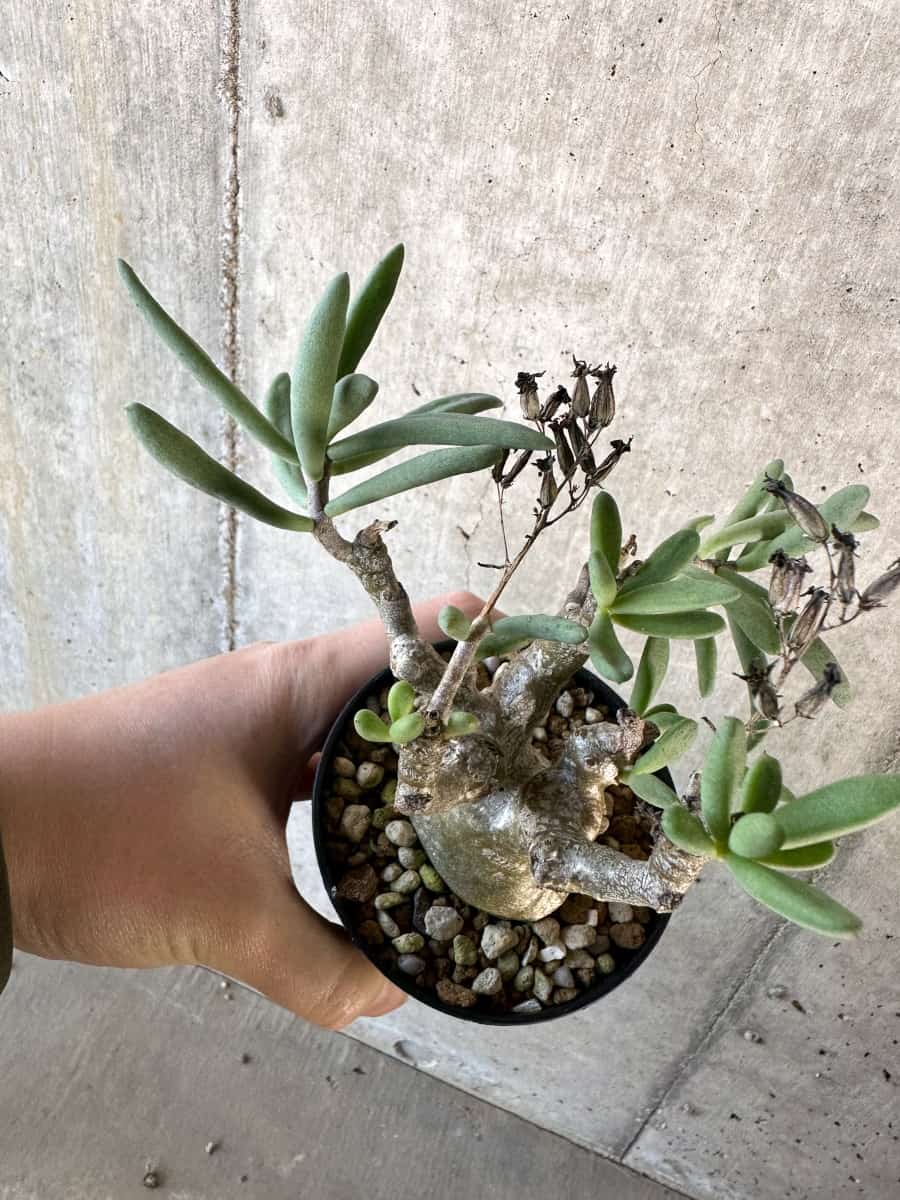 【現品限り】チレコドン・フラギリス【D57】 Tylecodon fragilis