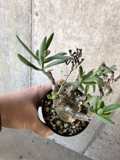 【現品限り】チレコドン・フラギリス【D57】 Tylecodon fragilis