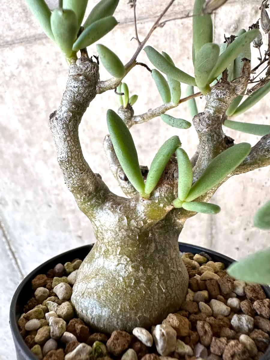 【現品限り】チレコドン・フラギリス【D57】 Tylecodon fragilis