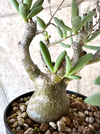 【現品限り】チレコドン・フラギリス【D57】 Tylecodon fragilis