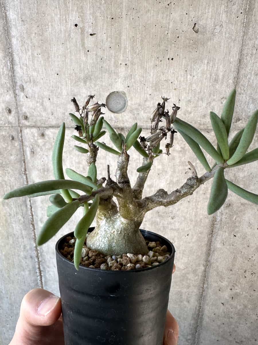 【現品限り】チレコドン・フラギリス【D57】 Tylecodon fragilis