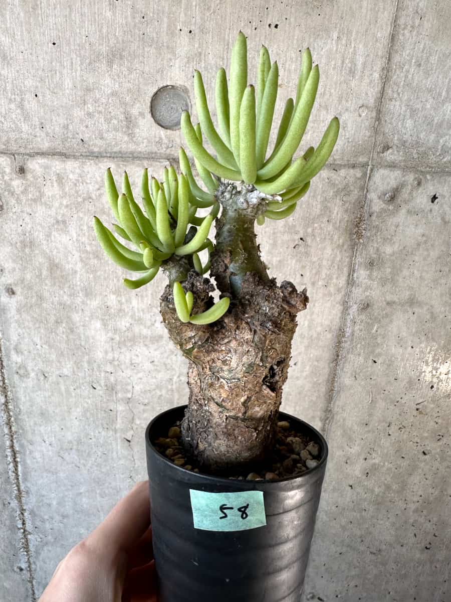 【現品限り】チレコドン・ペアルソニー【D58】 Tylecodon pearsonii