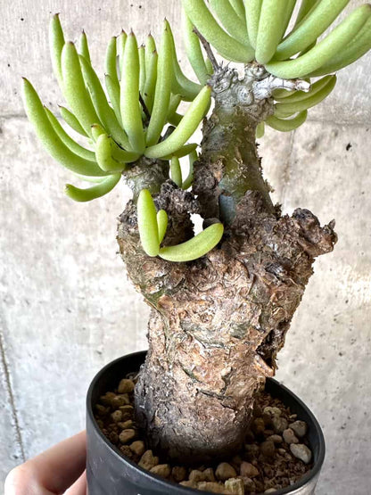 【現品限り】チレコドン・ペアルソニー【D58】 Tylecodon pearsonii