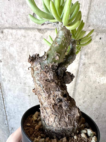【現品限り】チレコドン・ペアルソニー【D58】 Tylecodon pearsonii