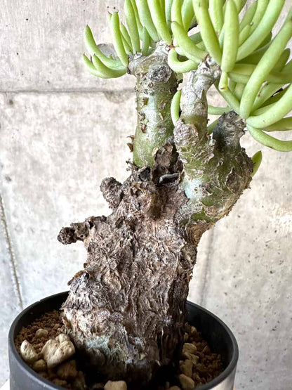 【現品限り】チレコドン・ペアルソニー【D58】 Tylecodon pearsonii